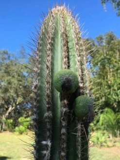 Pilosocereus Royenii (Puerto Rico Dry Forests) 18 Pilosocereus Royenii (Puerto Rico Dry Forests) -Cheap Plantly Store Royens seedlings 65zoom