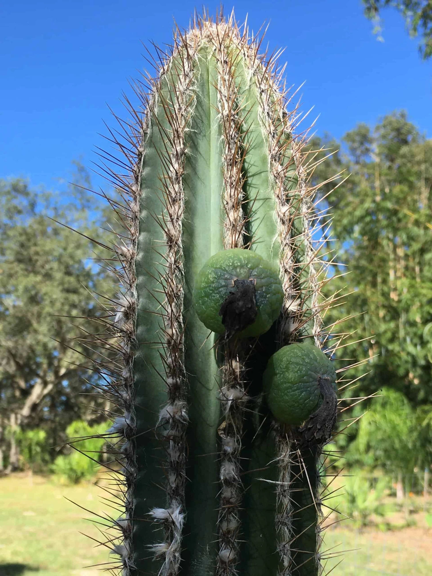 Pilosocereus Royenii (Puerto Rico Dry Forests) 10 Pilosocereus Royenii (Puerto Rico Dry Forests) - Image 8