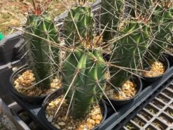 Stenocereus Chacalapensis 7 Stenocereus Chacalapensis -Cheap Plantly Store S. chacalapensis 1