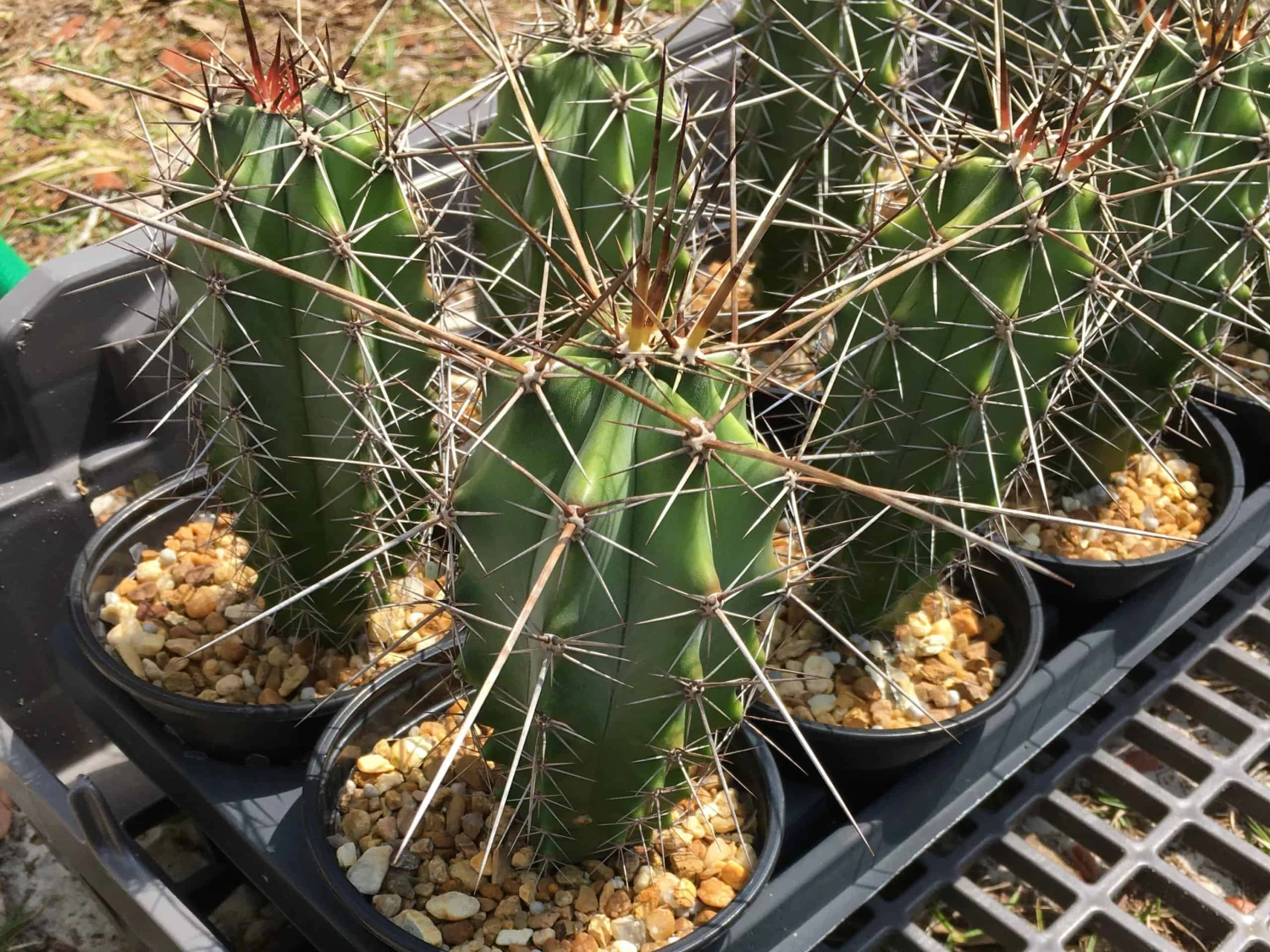 Stenocereus Chacalapensis 5 Stenocereus Chacalapensis - Image 3