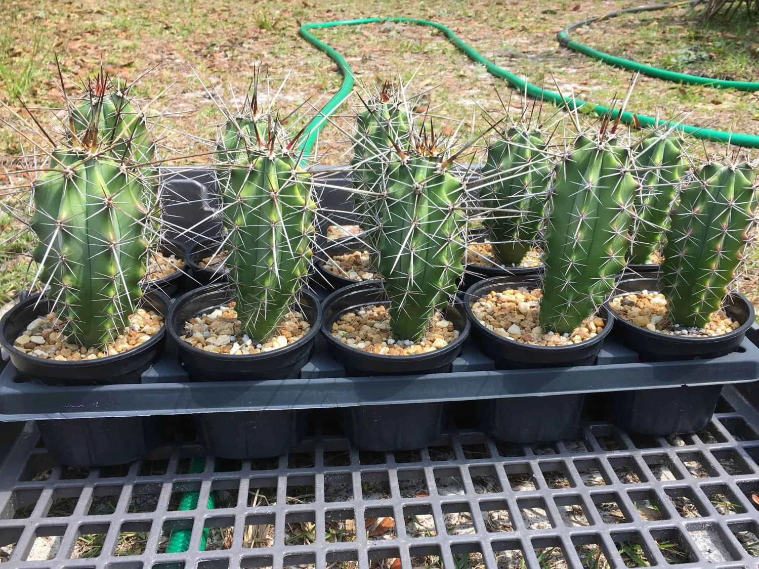 Stenocereus Chacalapensis 4 Stenocereus Chacalapensis - Image 2