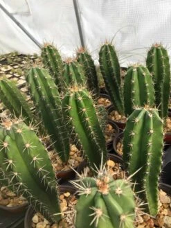 Stenocereus Fimbriatus (Cuba)