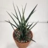 Sansevieria Fernwood Mikado In Terra Cotta - Mikado Snake Plant 6" Pot -Cheap Plantly Store Sansiveria Top 1 rotated 1