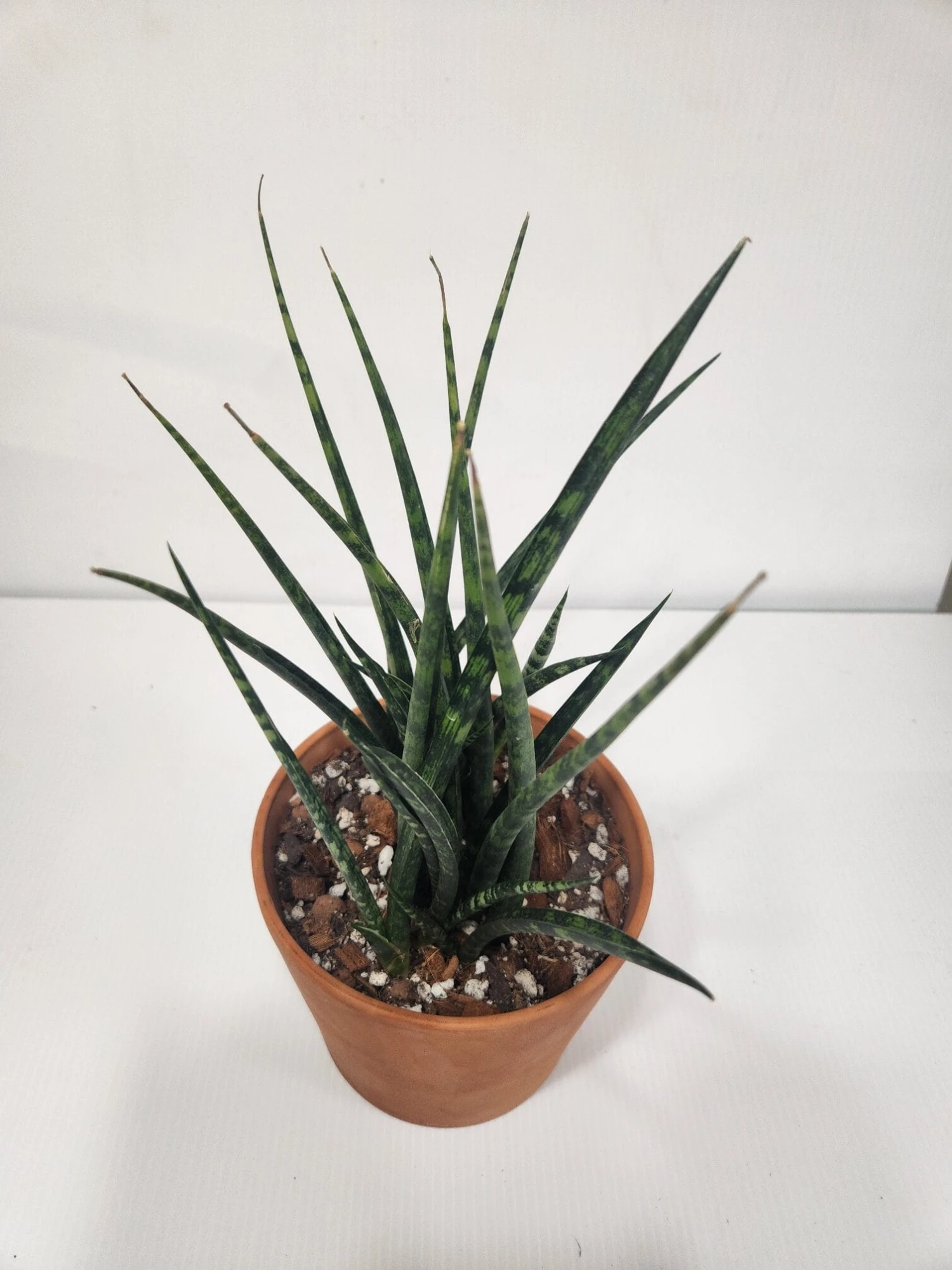 Sansevieria Fernwood Mikado In Terra Cotta - Mikado Snake Plant 6" Pot 3 Sansevieria Fernwood Mikado In Terra Cotta - Mikado Snake Plant 6" Pot