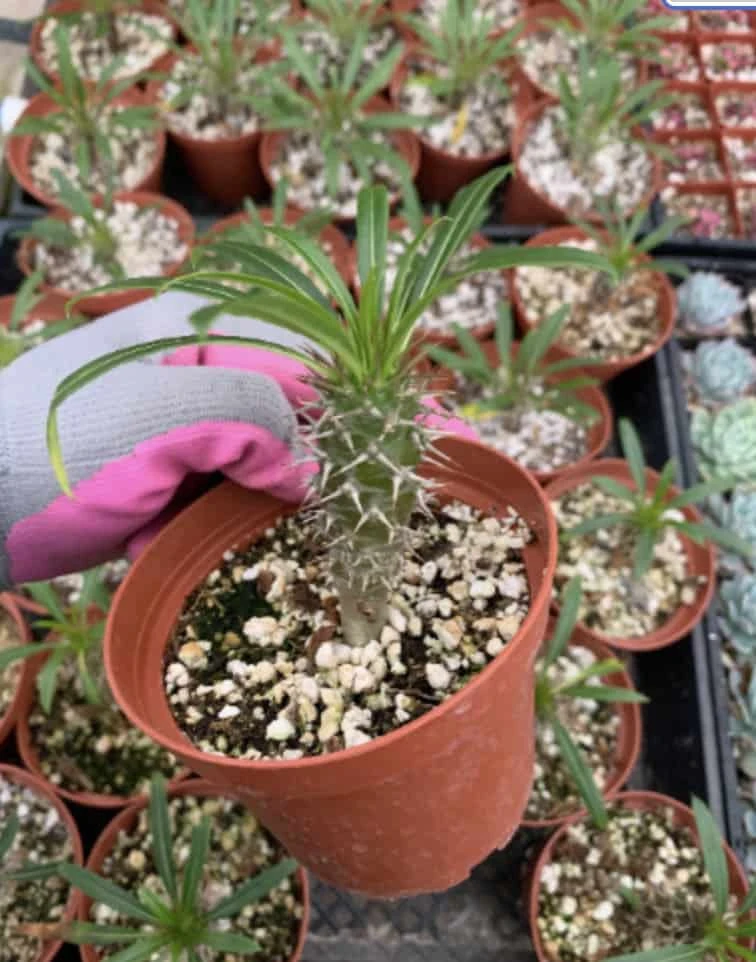 Pachypodium Lamerei---Madagascar Palm 4 Pachypodium Lamerei---Madagascar Palm - Image 2