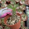 Pachypodium Lamerei---Madagascar Palm
