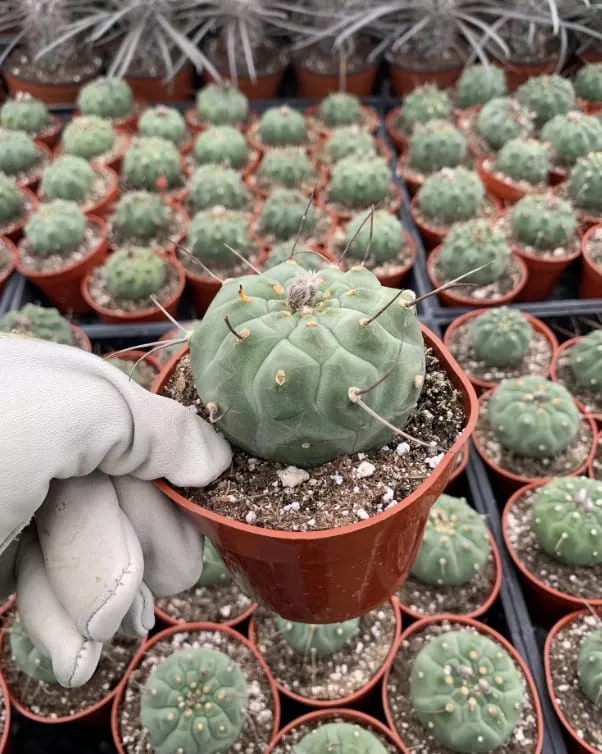 Matucana Madisoniorum 3 Matucana Madisoniorum