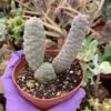 Tephrocactus Articulatus Inermis---Pine Cone Cactus -Cheap Plantly Store Screen Shot 2022 11 12 at 11.21.02