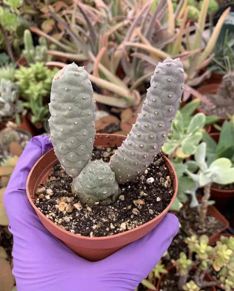 Tephrocactus Articulatus Inermis---Pine Cone Cactus 3 Tephrocactus Articulatus Inermis---Pine Cone Cactus