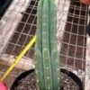 CactiandExotica | San Pedro Pachanoi | 6“ Pot -Cheap Plantly Store Screen Shot 2023 02 20 at 11.33.45 PM