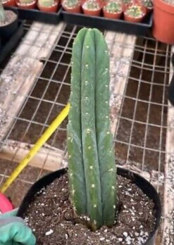 CactiandExotica | San Pedro Pachanoi | 6“ Pot
