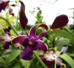 Dendrobium Sea Breeze Comes In 3" Pot