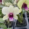 Dendrobium New Burana Comes In 4" Pot -Cheap Plantly Store Screen Shot 2023 05 27 at 6.16.14 PM