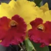 Cattleya Rlc Thongsuphan Gold X Rlc Suvarnabhumi Magic Comes In 2