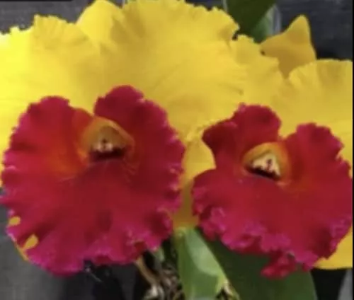 Cattleya Rlc Thongsuphan Gold X Rlc Suvarnabhumi Magic Comes In 2 3 Cattleya Rlc Thongsuphan Gold X Rlc Suvarnabhumi Magic Comes In 2