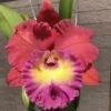Rlc Siam Magic Cattaleya 2" Pot 1 Rlc Siam Magic Cattaleya 2" Pot -Cheap Plantly Store Screen Shot 2023 09 01 at 9.34.15 PM