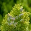 2 Blue Cone Arborvitae