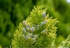 2 Blue Cone Arborvitae