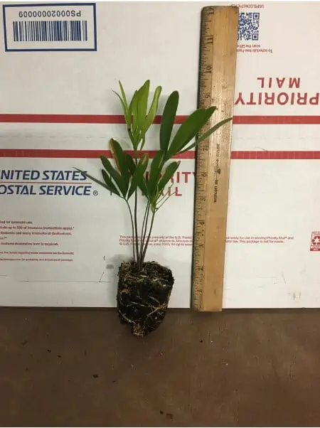 2 PARSONI JUNIPER - LIVE STARTER PLANTS LESS THAN 12 INCHES TALL 4 2 PARSONI JUNIPER - LIVE STARTER PLANTS LESS THAN 12 INCHES TALL - Image 2