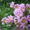 2 Crape Myrtle Muskogee | Lagerstroemia Indica -Cheap Plantly Store Screenshot 2022 06 18 175251