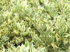 2 Jack Frost Ligustrum | Carlo`s Plant Farm