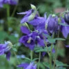 6 Aquilegia Alpina | Carlo`s Plant Farm