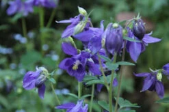 6 Aquilegia Alpina | Carlo`s Plant Farm