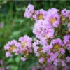 6 Crape Myrtle Muskogee | Carlo`s Plant Farm -Cheap Plantly Store Screenshot 2022 06 29 121836