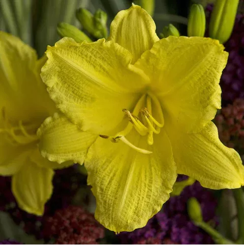 6 Happy Return Daylily's | Carlo`s Plant Farm 3 6 Happy Return Daylily's | Carlo`s Plant Farm