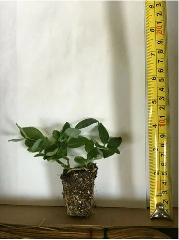 6 Jack Frost Ligustrum | Carlo`s Plant Farm 4 6 Jack Frost Ligustrum | Carlo`s Plant Farm - Image 2