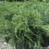 6 Parson Juniper | Carlo`s Plant Farm 1 6 Parson Juniper | Carlo`s Plant Farm -Cheap Plantly Store Screenshot 2022 06 29 150243