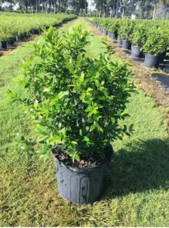 6 Parson Juniper | Carlo`s Plant Farm 7 6 Parson Juniper | Carlo`s Plant Farm -Cheap Plantly Store Screenshot 2022 06 29 150320