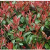 6 Photinia Red Tip | Carlo`s Plant Farm