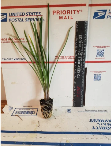 6 Society Garlic | Carlo`s Plant Farm 4 6 Society Garlic | Carlo`s Plant Farm - Image 2