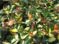 6 Summer Sunset Jasmine | Carlo`s Plant Farm