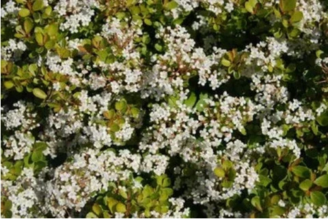 6 Viburnum Densa | Carlo`s Plant Farm 3 6 Viburnum Densa | Carlo`s Plant Farm