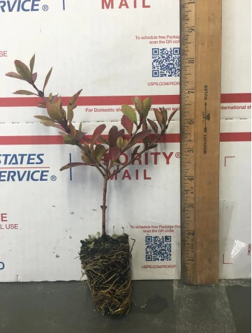 6 Viburnum Densa | Carlo`s Plant Farm 4 6 Viburnum Densa | Carlo`s Plant Farm - Image 2