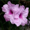 6 Wild Petunia | Carlo`s Plant Farm -Cheap Plantly Store Screenshot 2022 07 06 114759