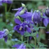 Aquilegia Alpina | Carlo`s Plant Farm -Cheap Plantly Store Screenshot 2022 07 06 115938