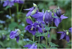 Aquilegia Alpina | Carlo`s Plant Farm