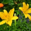 Aztec Gold Daylily | Carlo`s Plant Farm -Cheap Plantly Store Screenshot 2022 07 06 121340