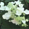 Chantilly Lace 'Paniculata' Hydrangea Shrub | Carlo`s Plant Farm -Cheap Plantly Store Screenshot 2022 07 06 132416