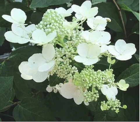 Chantilly Lace 'Paniculata' Hydrangea Shrub | Carlo`s Plant Farm 3 Chantilly Lace 'Paniculata' Hydrangea Shrub | Carlo`s Plant Farm