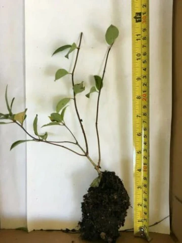 Chantilly Lace 'Paniculata' Hydrangea Shrub | Carlo`s Plant Farm 4 Chantilly Lace 'Paniculata' Hydrangea Shrub | Carlo`s Plant Farm - Image 2