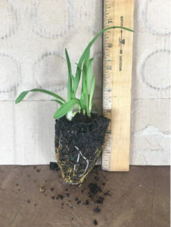 Happy Return Daylily | Carlo`s Plant Farm 5 Happy Return Daylily | Carlo`s Plant Farm -Cheap Plantly Store Screenshot 2022 07 06 142249