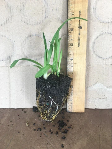 Happy Return Daylily | Carlo`s Plant Farm 4 Happy Return Daylily | Carlo`s Plant Farm - Image 2