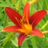 Ming Toy Daylily | Carlo`s Plant Farm 1 Ming Toy Daylily | Carlo`s Plant Farm -Cheap Plantly Store Screenshot 2022 07 07 083119