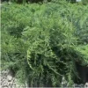 Parsoni Juniper | Carlo`s Plant Farm 2 Parsoni Juniper | Carlo`s Plant Farm -Cheap Plantly Store Screenshot 2022 07 07 083646
