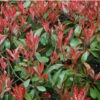 Photinia Red Tip | Carlo`s Plant Farm -Cheap Plantly Store Screenshot 2022 07 07 085348