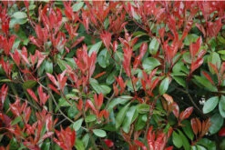 Photinia Red Tip | Carlo`s Plant Farm
